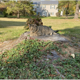 Rip Lucy (Owner's 1st cat)