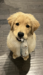 Best pups FOREVER!