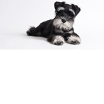 Miniature Schnauzer