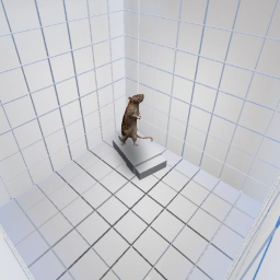 A Rubber Room.