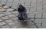 Harpers Duck Army