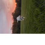 dog o :)