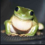 Froggy group!!