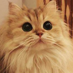 Cat Community 1