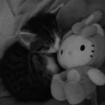 /kittys.