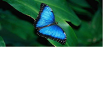 Seasonal Butterflies