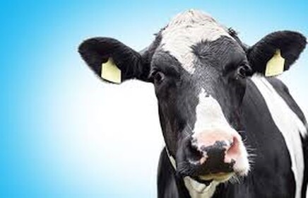 Cow clickers