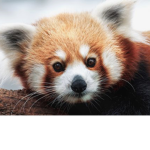 Red panda fighters