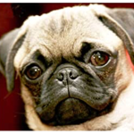 PUGS like us and we like them