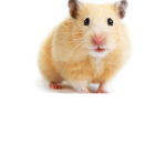 Hamster Productions!
