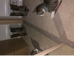 Really love cats join