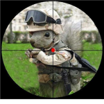 elite squirrels
