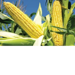 corn obby icon