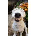 Smiling dog