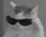 T_rexs
