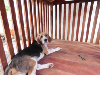 the batman in alpha testing 