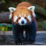 The Amazing red pandas