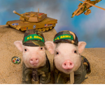 The pigs unite