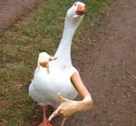 yuh goose