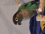 로벅 기부해줄겡
