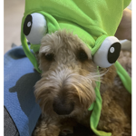 LegeDog Fan Club