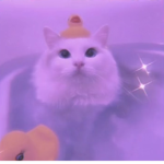 Duck アヒル
