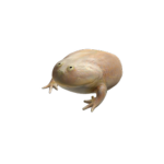 Frog UGCᅠᅠ