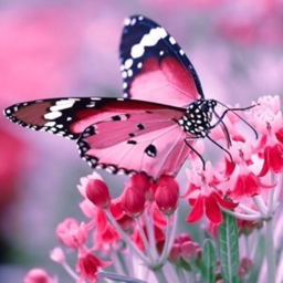 BUTTERFLIES