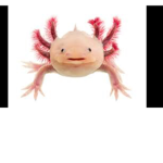 The Axolotl gang(: