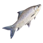big fish company