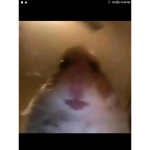 The real hamster cult.from tt