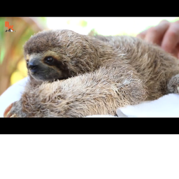 A Sloths Life