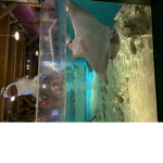 Cool stingrays