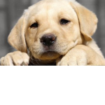 Puppy power for reals