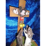THE RAT CULT…