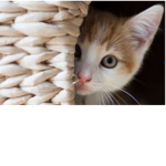 Kitty cat army #best out of all