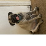 Miranda’s puppy coco