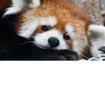 Love of pandas