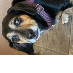 Dog and cat group for people And anyone can join
