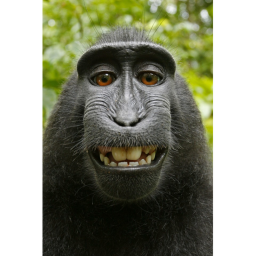 Sacred Monke Lands