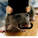 fancy rat