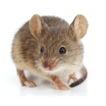 MOUSES UNITED :)