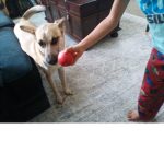 Apple dog group