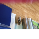 Kitten people
