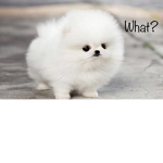 Omg puppy’s!