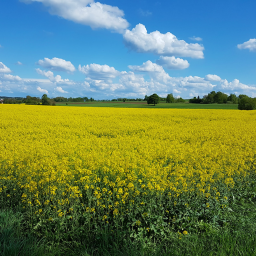 the fields