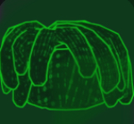Hackissh official group