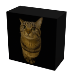 cat box