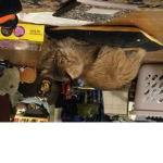 Cat RobloxIan’s
