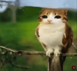 catowl development company inc